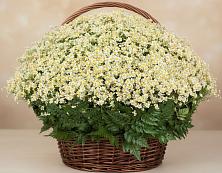 Цветочная композиция из Ромашки в корзине #REPLACE_PRED# Пангодах
