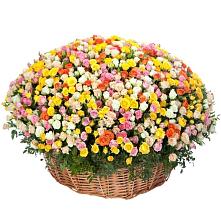 Премиум букет из: Розы #REPLACE_PRED# Пангодах